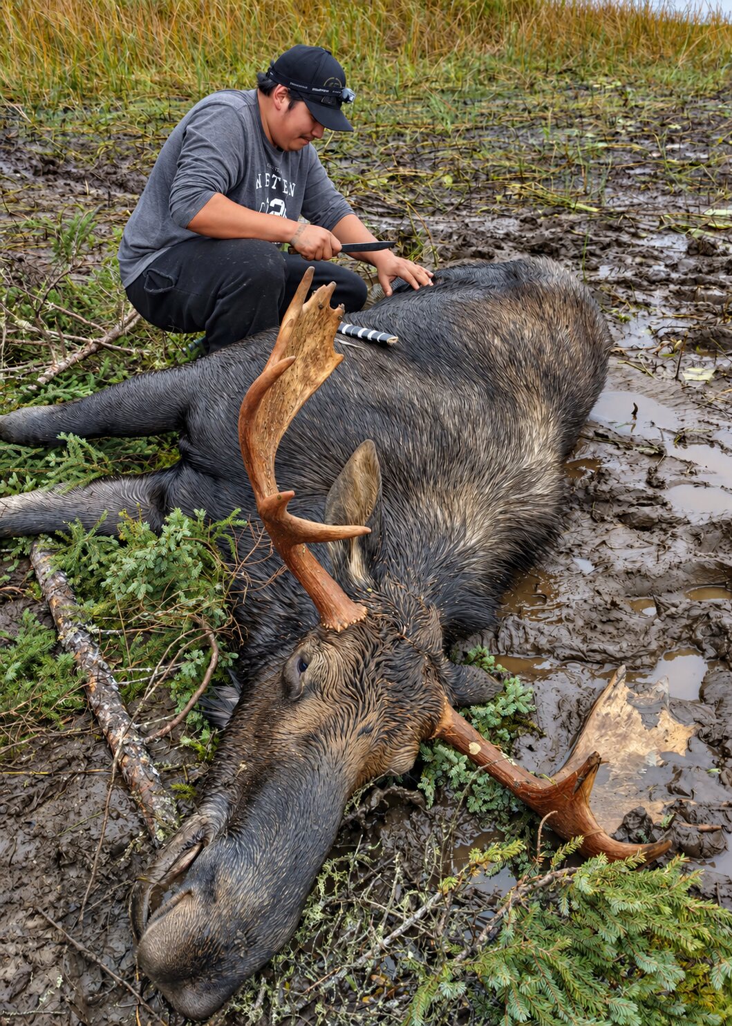 Chad Wesley preparing to field dress a mature bull moose at a remote cabin location
