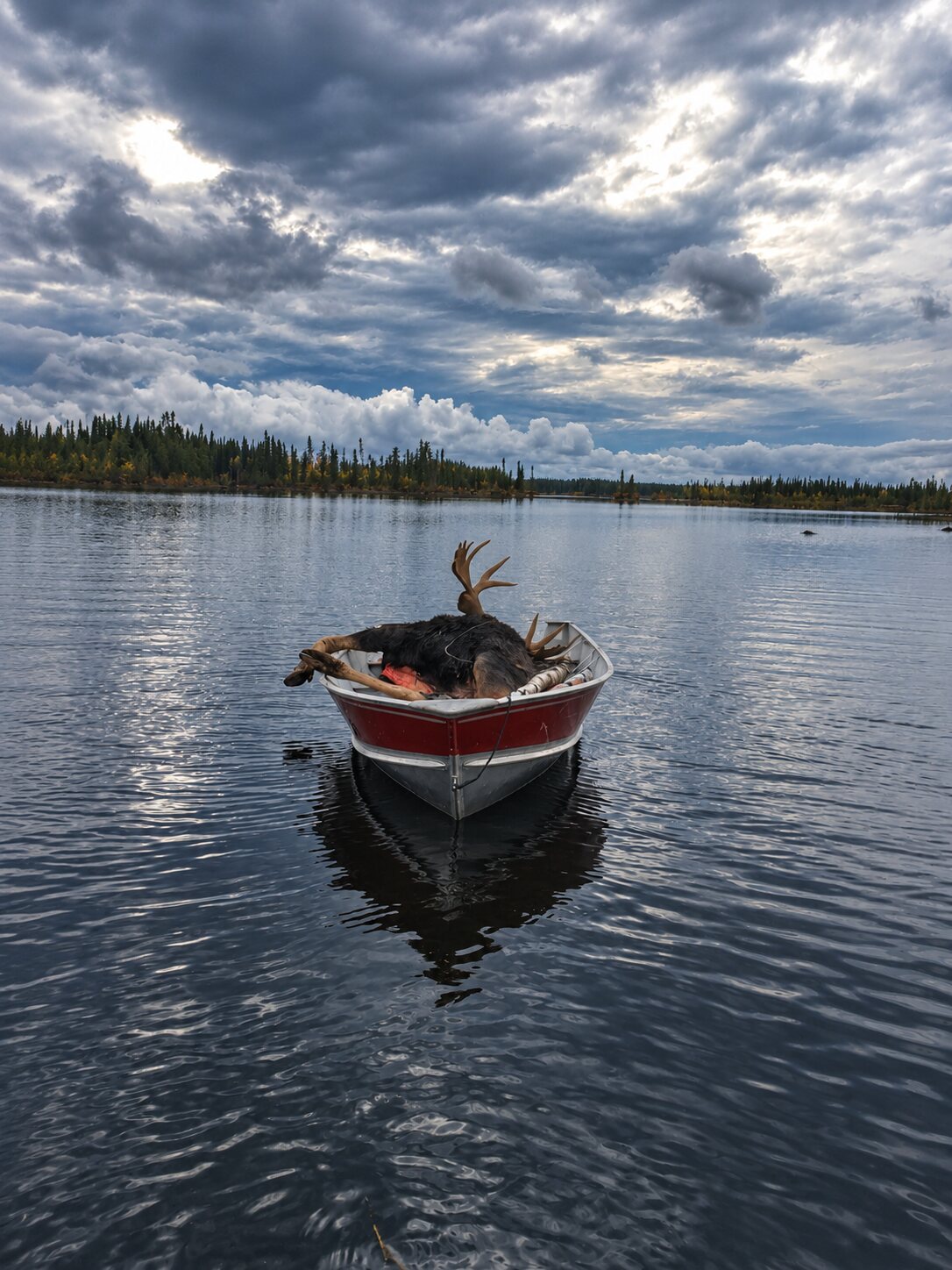 Quartered moose loaded into a red boat for transport back to a remote hunting camp