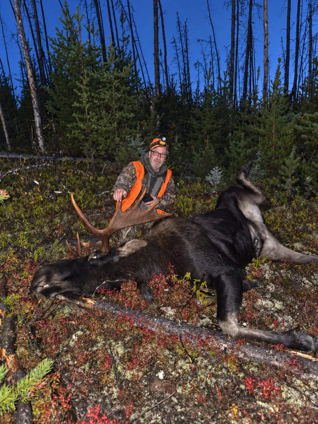 Ontario resident hunter in an orange vest with a harvested bull moose at a tent camp location