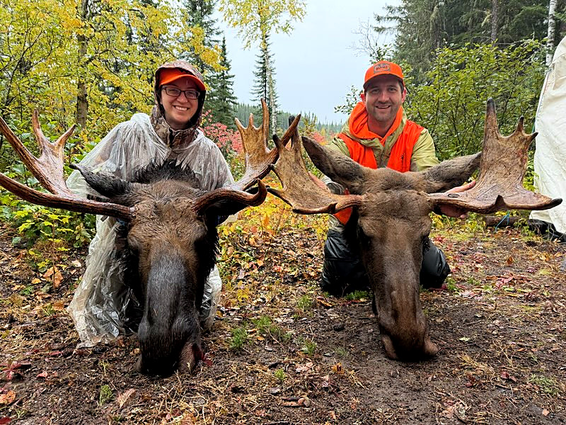Two tent camp hunters with two harvested bull moose after back-to-back successful hunts