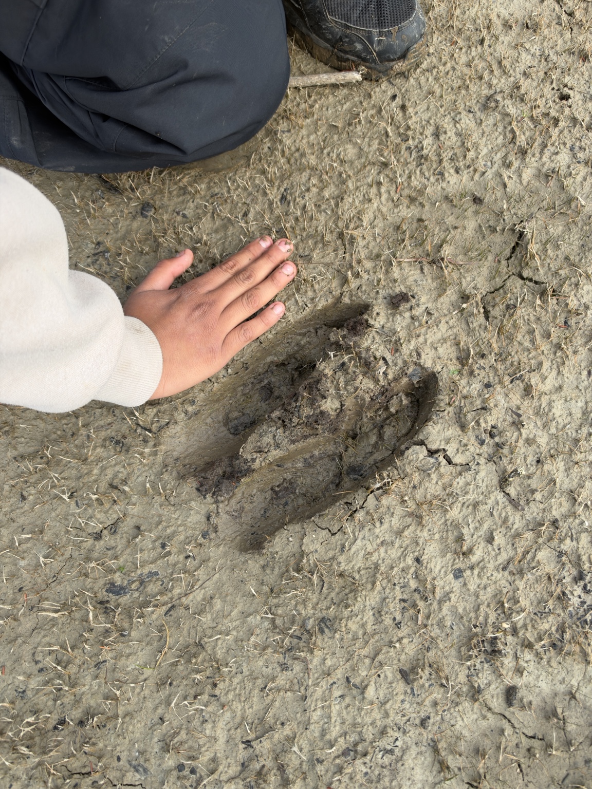 Fresh moose tracks in soft ground beside a hand for scale